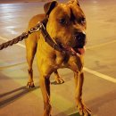 우리집첫째 이미지