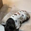 카카오 동물병원 | 광주 강아지 유선종양 수술 치료 치료기 1 수혈 - 24시 김승현 외과 동물병원 후기