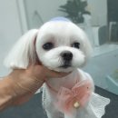 그 남자의 grooming # 공간 이미지