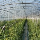 천화농장 이미지