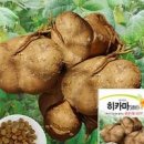 히카마 효능 부작용 먹는법 히카마차 효능 이미지