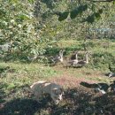 아성2농장 이미지