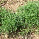 김말례 농장 이미지