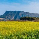 제주도가 이미지