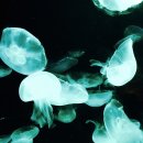 씨 라이프 이미지