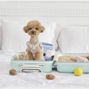 우리펫살롱 이미지