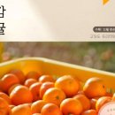 제주댁 농장 네이버블로그