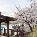 희망대공원 물놀이장-1 | 성남 탄천 벚꽃 태평동탄천물놀이장 근처 둑길, 태평공원 4월 1일 개화 현황