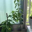 덕일 농장 이미지