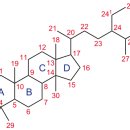 인체의 영양소, 스테로이드 steroid 이미지