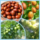 보은농장2 이미지