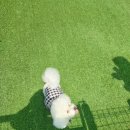 쁘띠독 이미지