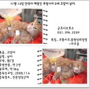 [경기도 군포] 코숏/남/노랑태비/(다리수술 흔적있음) 이미지