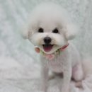 블루맘펫살롱 이미지