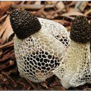 하얀버섯 이미지