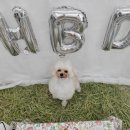 가치있개 반려견 유치원 이미지