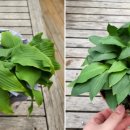 일월우체국 이미지