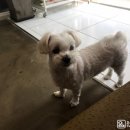 윤스강아지 이미지