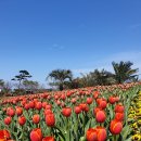 ★태안 세계튤립축제&예산 예당호출렁다리★ - 태안 튤립축제장에서 불빛축제도 하고 있어요 이미지