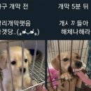 밈