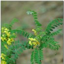 양구개느삼자생지 이미지