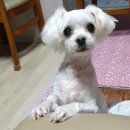 한별 리멤버파크 | 오랫동안 함께 한 퐁이가 떠나는 길 ㅡ함안 한별리멤버파크(창원애견장례식장)