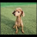 컴투펫 위탁보호센터 인천점 이미지