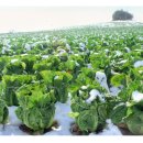 증도~용정 이미지