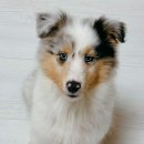 포레스트동물의료센터 이미지