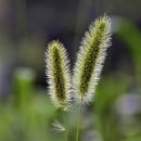 강아지풀 이미지