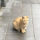 써니보울