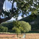 뷰조은펜션 | [영월 여행] 동강 따라 펼쳐진 붉은 메밀꽃 축제 &amp; 조은 펜션 후기 🌸