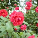 장미주공아파트 이미지