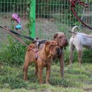 도그파크랜드 이미지