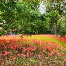 선운사꽃무릇 이미지