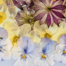 우리가족 건강약차 이미지