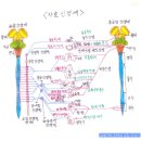 [고혈압의 종류] 1차성(본태성/원인불명) 고혈압과 2차성(속발성/특정질환원인) 고혈압 이미지