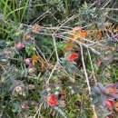 꽃과 바늘과 실타래 이미지