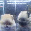 똥깡아지애견샵 이미지