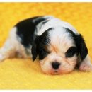 오산25시종합동물병원 이미지