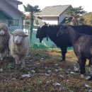 풀내음농장 이미지