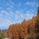 화인모텔 | 옥천 살아보기 6일차- 화인산림욕장 메타세콰이아 물든 숲을 걷다.