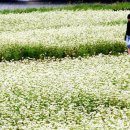 메밀꽃이피었습니다 이미지