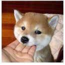 윌링 Daum카페