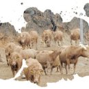 명품 TMR 사료 이미지