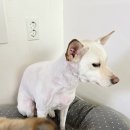 (주)엘엔티테크 | 럽마이펫 애견미용기 스마트진공미용기 러브마이펫 LOVEMYPET LMP-88 내돈내산후기