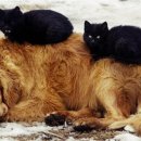 고롱고롱 이미지