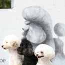 바오그루밍 이미지