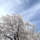 은해사 벚꽃길 이미지