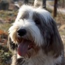 남부켄넬 이미지